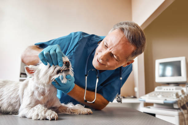 Best Emergency Dental Care for Broken or Chipped Teeth in Maiden, NC